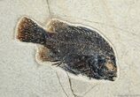 Inch Fossil Priscacara From Inch Layer #276-1
